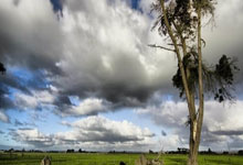 虎扑手机网：[德甲]第29轮：莱比锡VS沃尔夫斯堡.